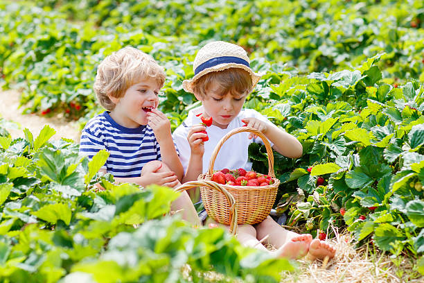 istock Two little sibling boys on strawberry farm in summer 538039704