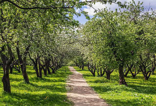 istock Alley with blossoming apple trees 538040091