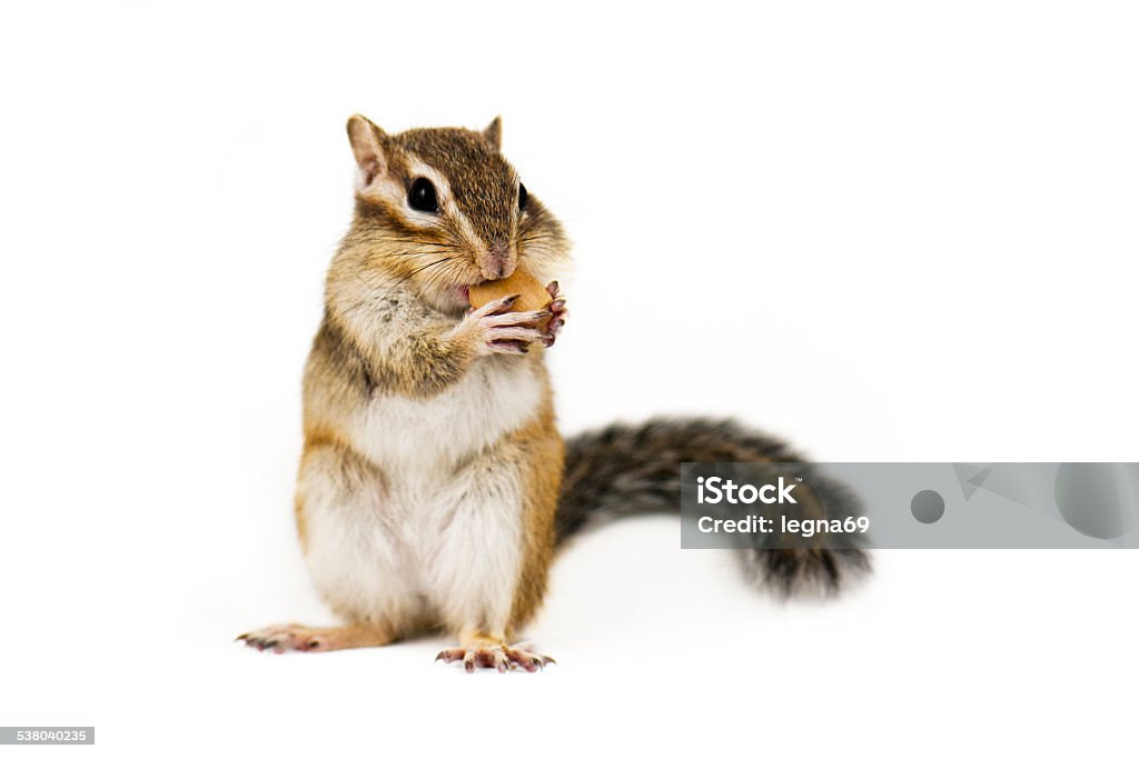 Chipmunk Squirrel on a white background. Squirrel Stock Photo