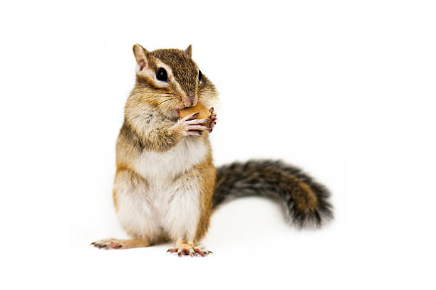 Chipmunk Squirrel on a white background. eastern chipmunk photos stock pictures, royalty-free photos & images