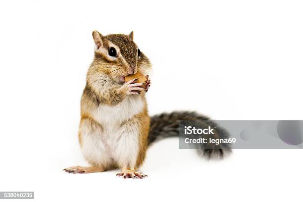 Chipmunk Stock Photo - Download Image Now - Squirrel, Chipmunk, White Background