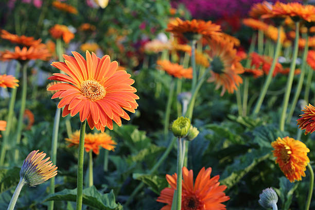 Gerbera daisy flowers stock photo