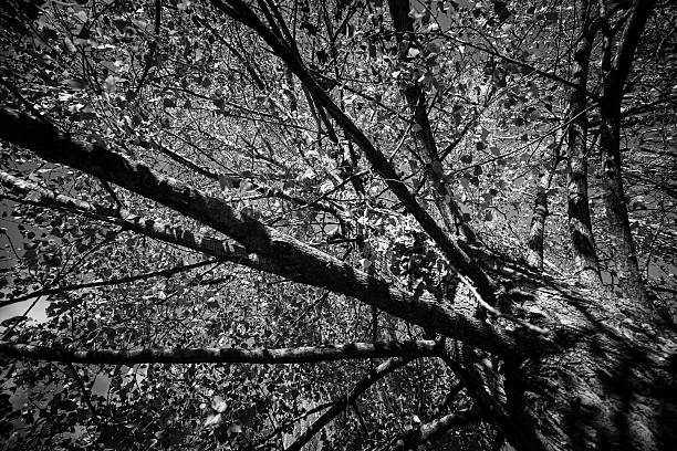 istock New ZeaLand Natural Tree in Black and White 538040808