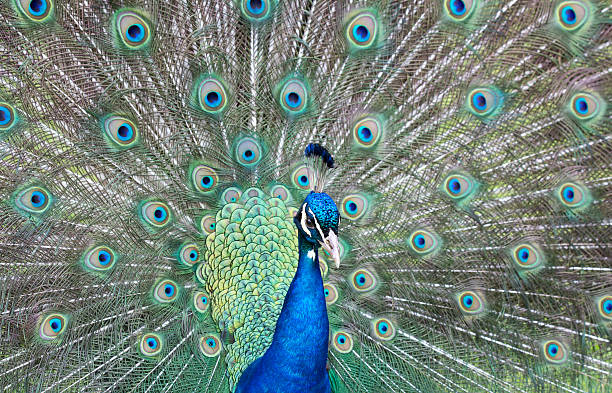istock Male peacock fanning its feathers 538041088