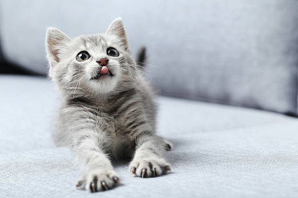 schöne kleine katze auf einem grauen sofa - katzenjunges fotos stock-fotos und bilder