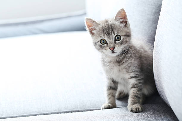 istock Beautiful little cat on a grey sofa 538041286