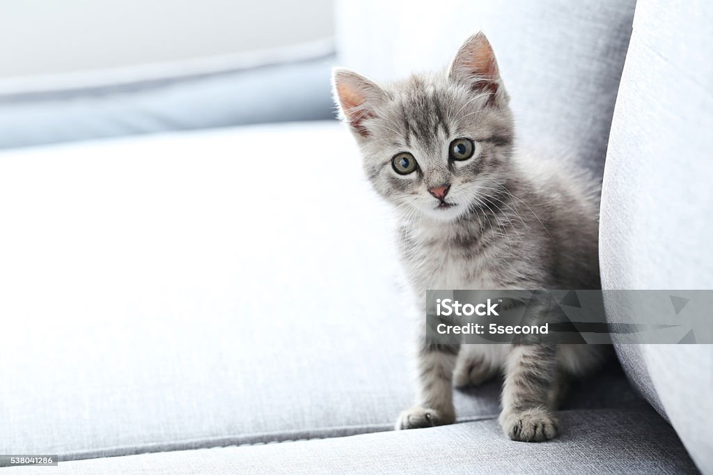 Beautiful little cat on a grey sofa Kitten Stock Photo