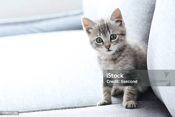 Beautiful Little Cat On A Grey Sofa Stock Photo - Download Image Now - Kitten, Feline, Gray Color