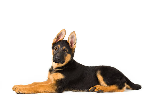 istock Puppy german shepherd dog lying down on white background 538041343