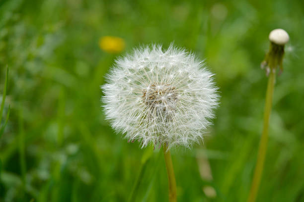 istock Close up of fluffy white dandelion in grass 538041554