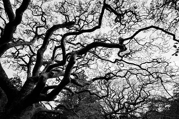 istock New ZeaLand Natural Tree in Black and White 538041690