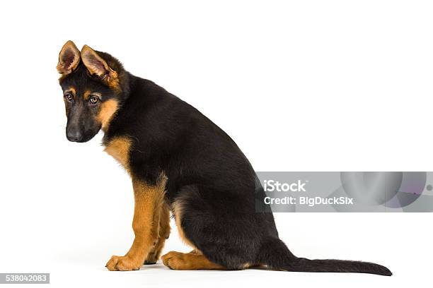 Puppy German Shepherd Dog Looking Sad Stock Photo - Download Image Now - German Shepherd, Sadness, Guilt