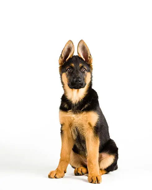 Cute puppy German Shepherd dog sitting on white background, front view.