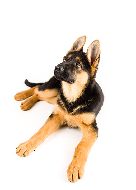 istock Puppy german shepherd dog lying down on white background 538042097