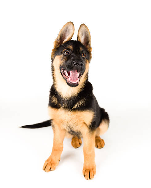 子犬ドイツの羊飼いドッグシッターサービス＆見上げる - security alertness canine pets ストックフォトと画像