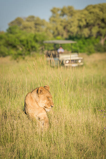 istock Lion lying in grass with jeep behind 538042120
