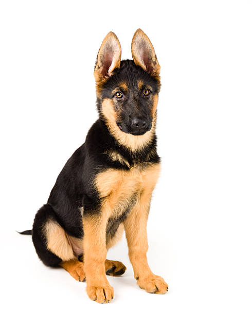 istock Puppy german shepherd dog sitting on white background 538042143