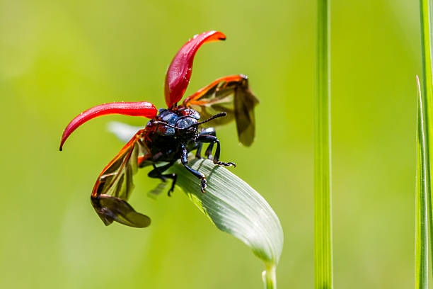 Red poplar leaf beetle(Melanosoma populi) A red poplar leaf beetle spreads his wings scuttle stock pictures, royalty-free photos & images