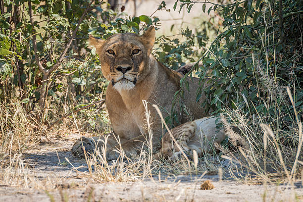 istock Lioness lying in shady bushes with cub 538043828