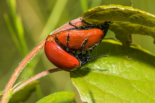 Red poplar leaf beetle(Melanosoma populi) A couple of red poplar leaf beetles by the pairing scuttle stock pictures, royalty-free photos & images