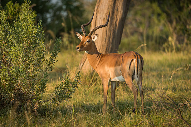 istock Male impala beside bush in golden light 538045304