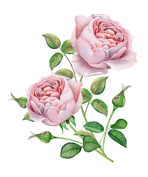 polski róż. akwarela - english rose stock illustrations