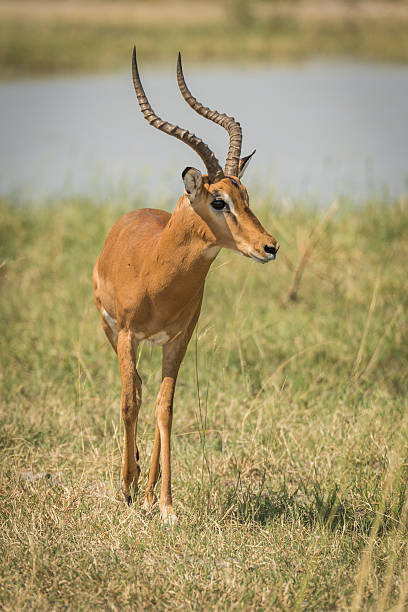 istock Male impala beside river walking towards camera 538045466