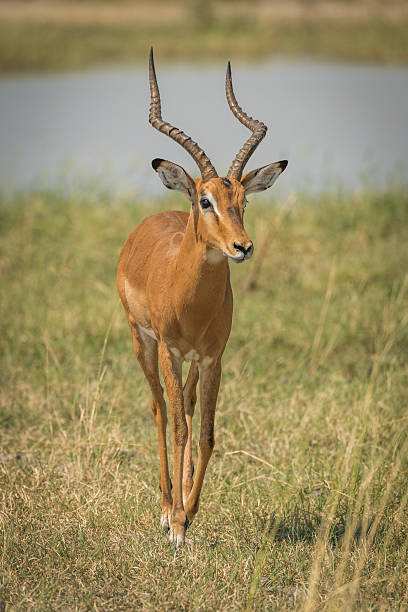istock Male impala by river walking towards camera 538045512