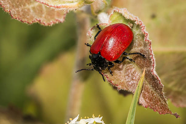 Red poplar leaf beetle(Melanosoma populi) A red poplar leaf beetle on a leaf scuttle stock pictures, royalty-free photos & images