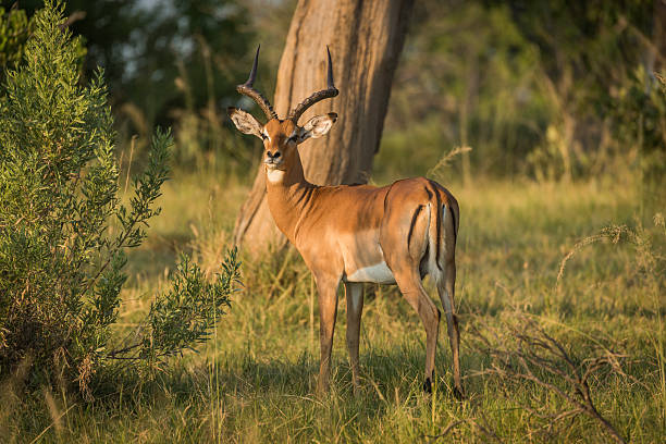istock Male impala in golden light facing camera 538045942