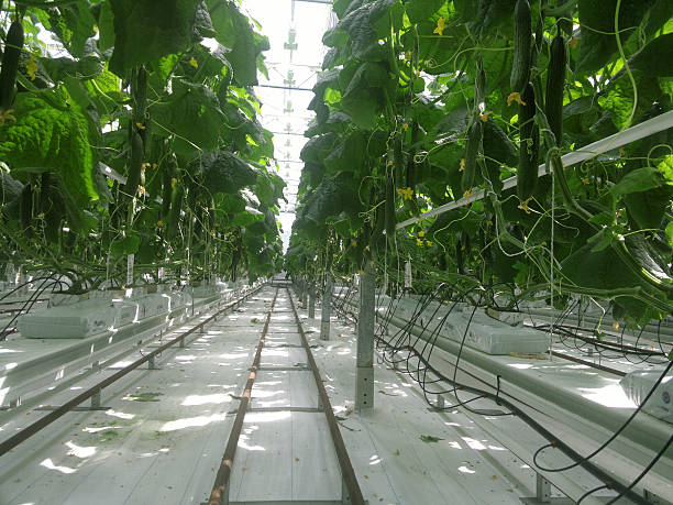 istock cucumbers growing in a greenhouse 538046404