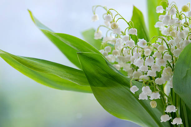 istock Lilies of the valley 538046504