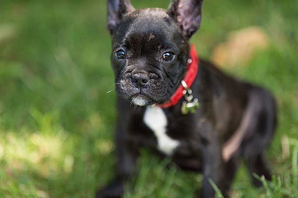 istock French bulldog puppy 538046810