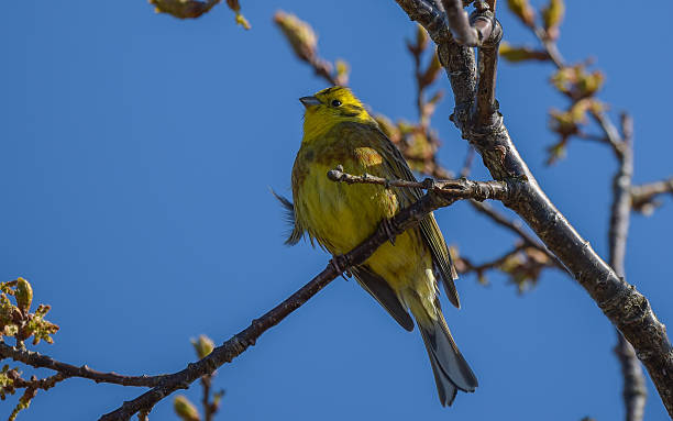 istock Male yellowhammer bird 538047412