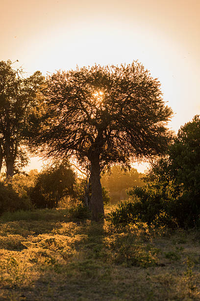 Marula Treee 90+ Marula Tree Photos Stock Photos, Pictures & Royalty-Free Images ...