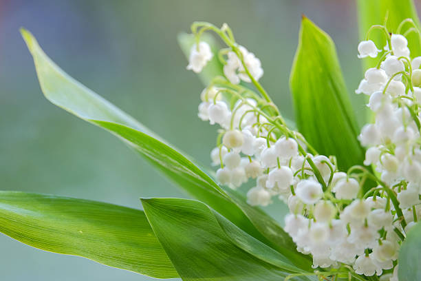 istock Lilies of the valley 538047688