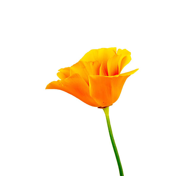 istock flower field poppy 538048172