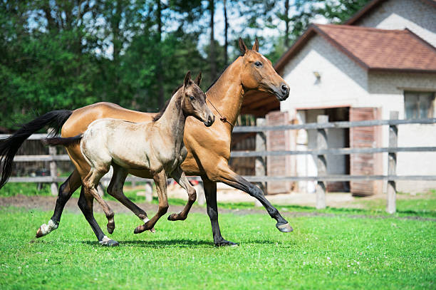 istock running purebred akhalteke dam with foal in the paddock 538049052
