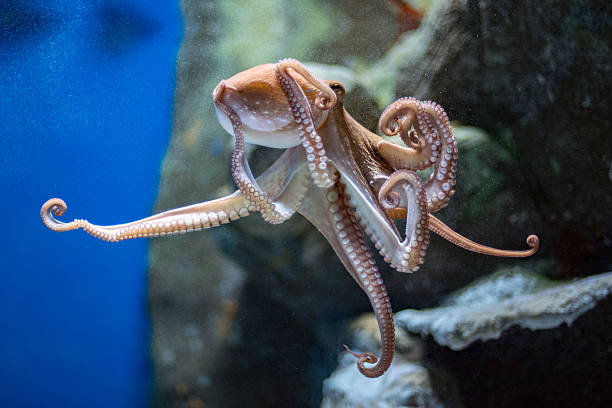 istock octopus underwater close up portrait while hunting 538049438