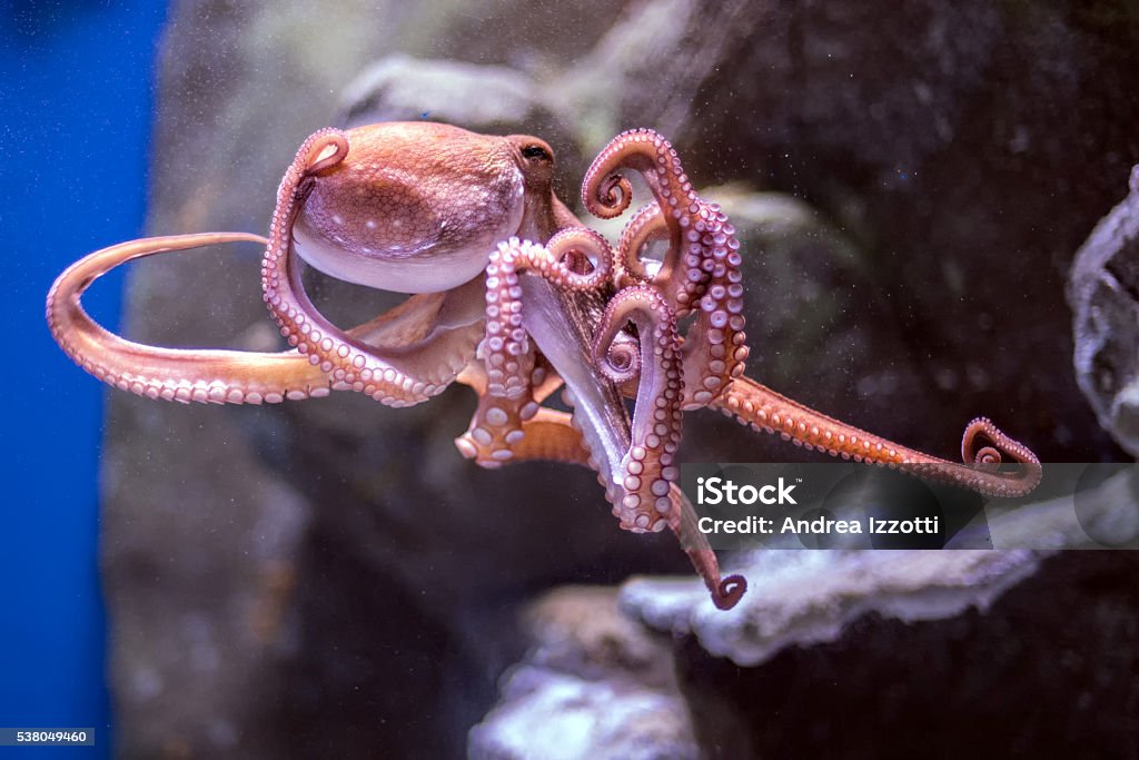 octopus underwater close up portrait while hunting octopus underwater close up portrait detail Animal Stock Photo octopus underwater close up portrait while hunting octopus underwater close up portrait detail Animal Stock Photo
