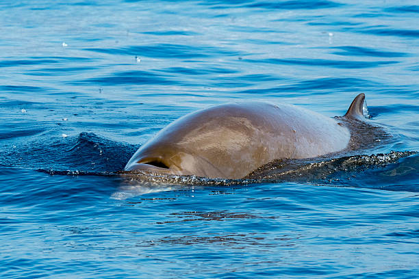 istock Rare Goose Beaked whale dolphin Ziphius cavirostris 538049502