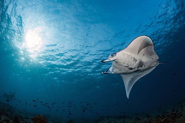 istock Manta in the blue background swiimming close 538049642