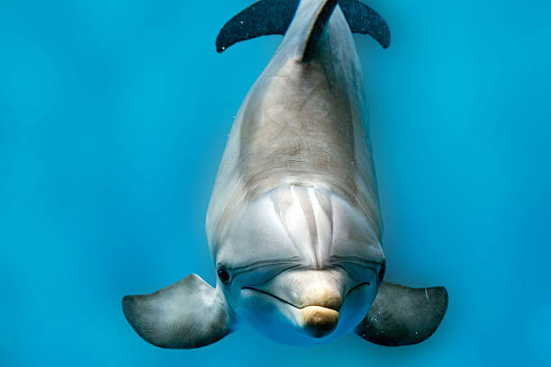 istock dolphin smiling eye close up portrait detail 538050408