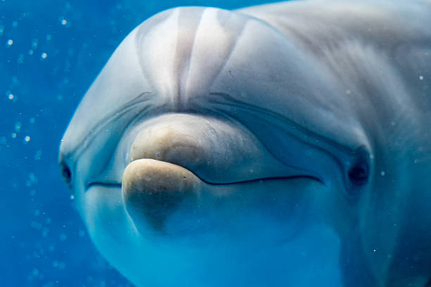 istock dolphin smiling eye close up portrait detail 538050486