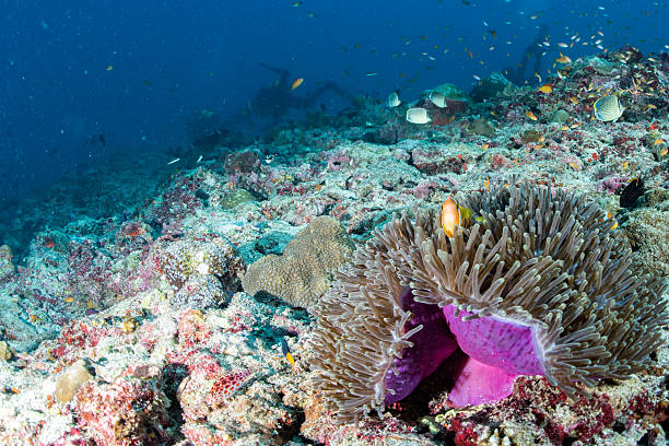 istock Clown fish inside pink purple anemone with scuba diver 538050564