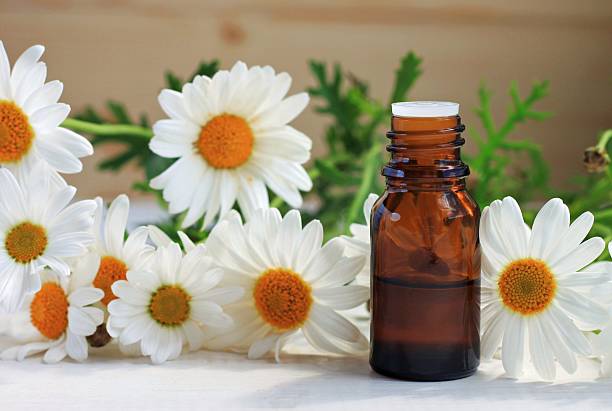 istock Chamomile tincture in cosmetic bottle. 538051104