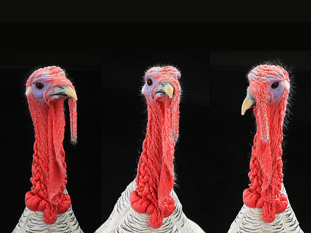 turkey-cocks portraits of turkey-cocks gray on a black background  (high-resolution images) turkey bird stock pictures, royalty-free photos & images