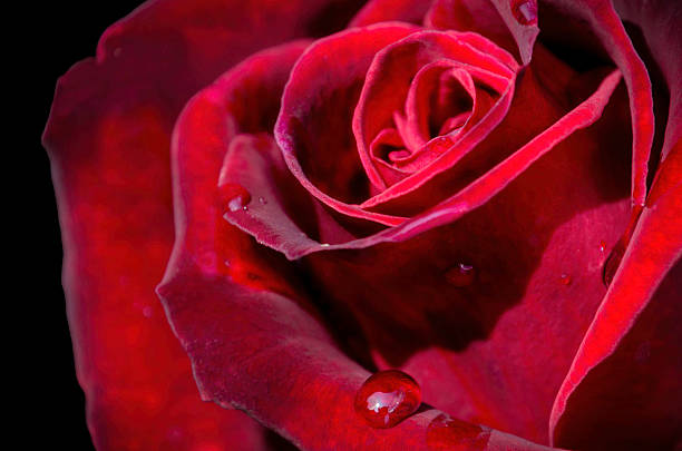 istock red rose close up image with water drops on petals 538051912