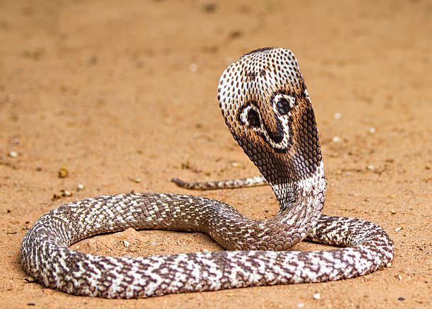 istock Naja naja Cobra 538052158