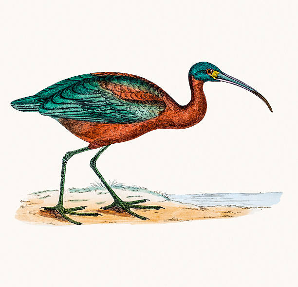 Ibis bird A photograph of an original hand-colored engraving from The History of British Birds by Morris published in 1853-1891. charadriiformes stock illustrations